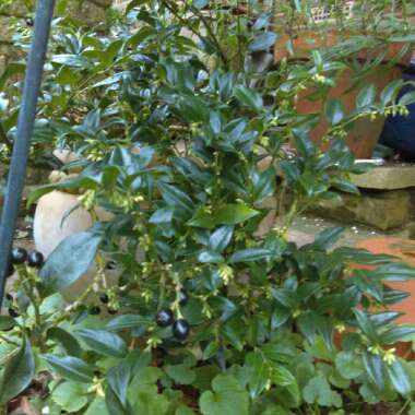 Sarcococca confusa