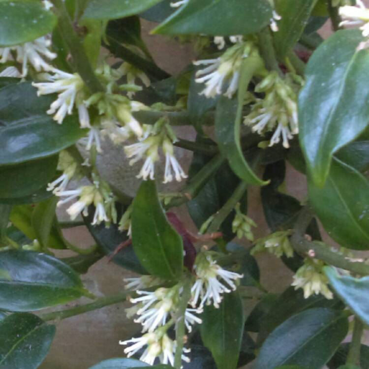 plant image 920652