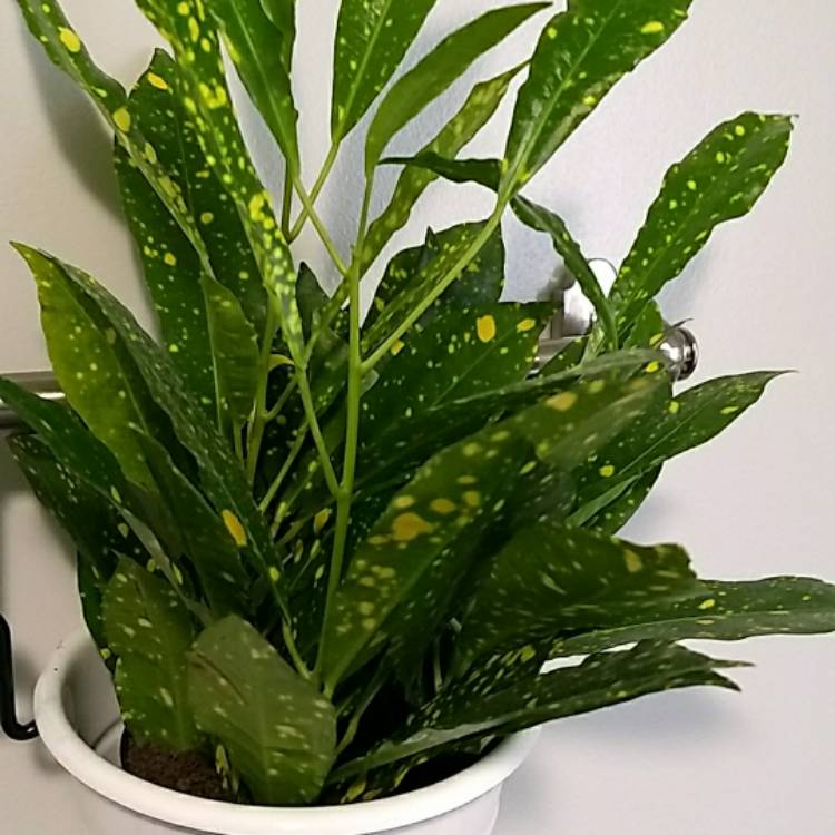 Plant image Aucuba japonica 'Golden King'