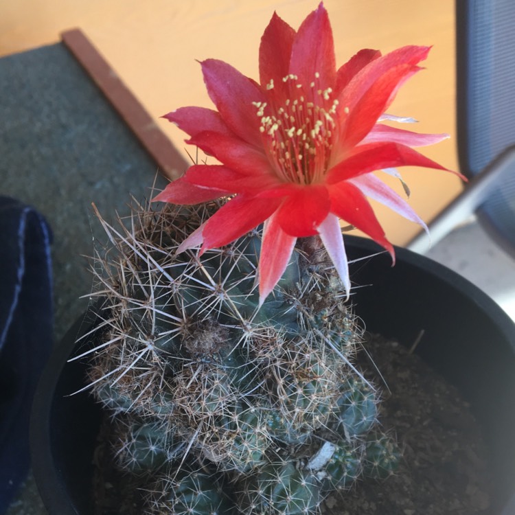 plant image 583993