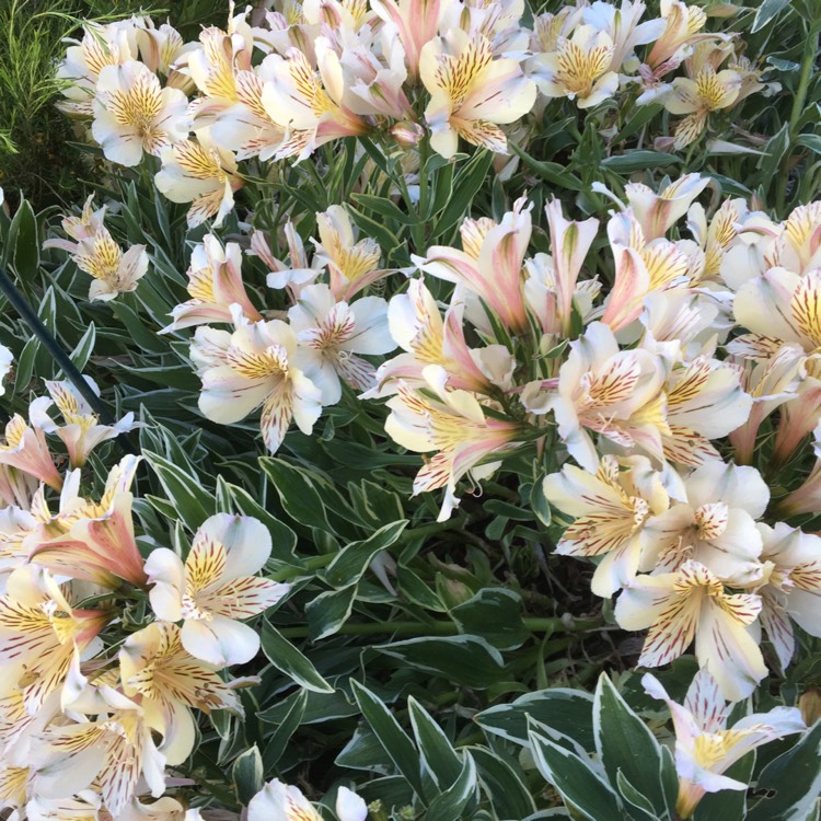 Plant image Alstroemeria 'Sweet Laura'