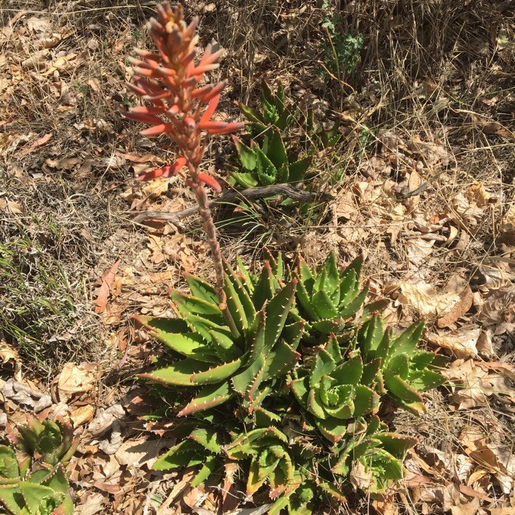 Plant image Aloe Mitriformis
