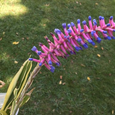 Aechmea gamosepala