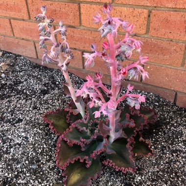 Echeveria 'Dick's Pink'