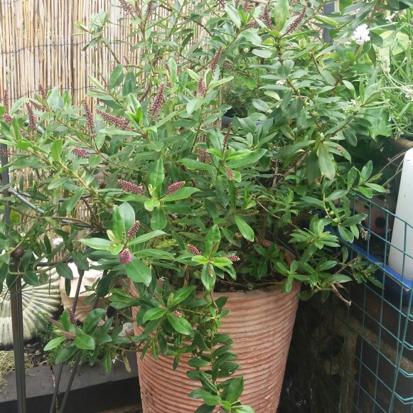 Linda's garden