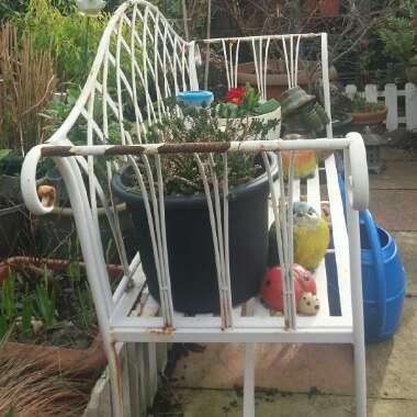 Linda's garden