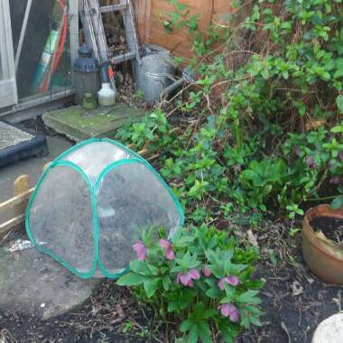 Linda's garden