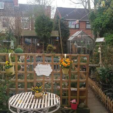 Linda's garden
