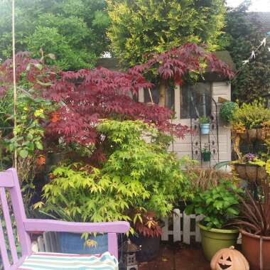 Linda's garden