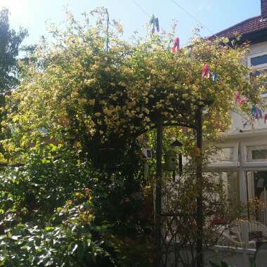 Linda's garden