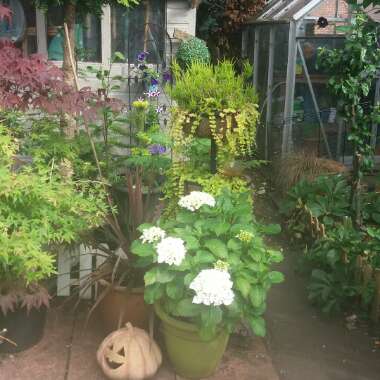 Linda's garden