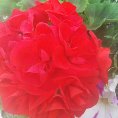 Linda's garden
