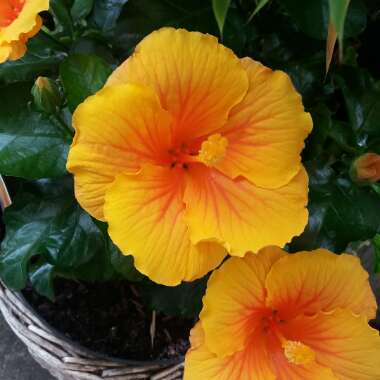 Tropical Hibiscus