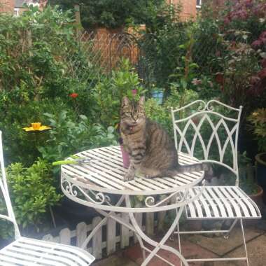Linda's garden