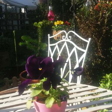 Linda's garden
