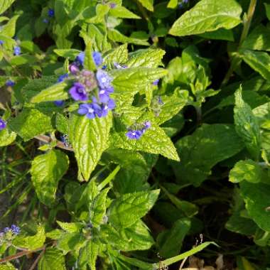 Anchusa azurea 'Loddon Royalist'