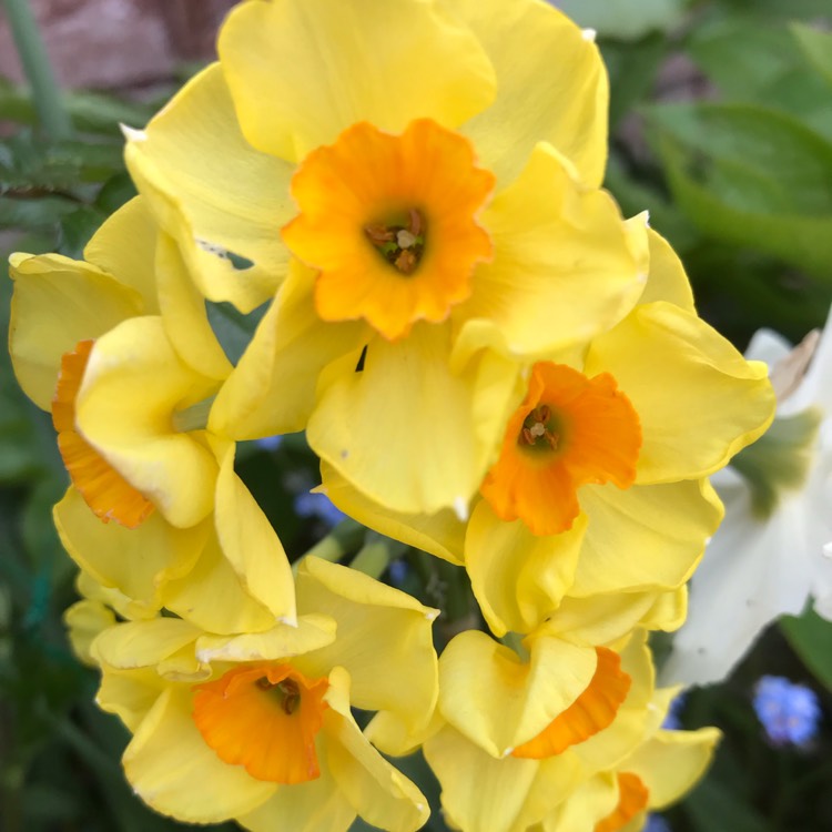 plant image 1000640