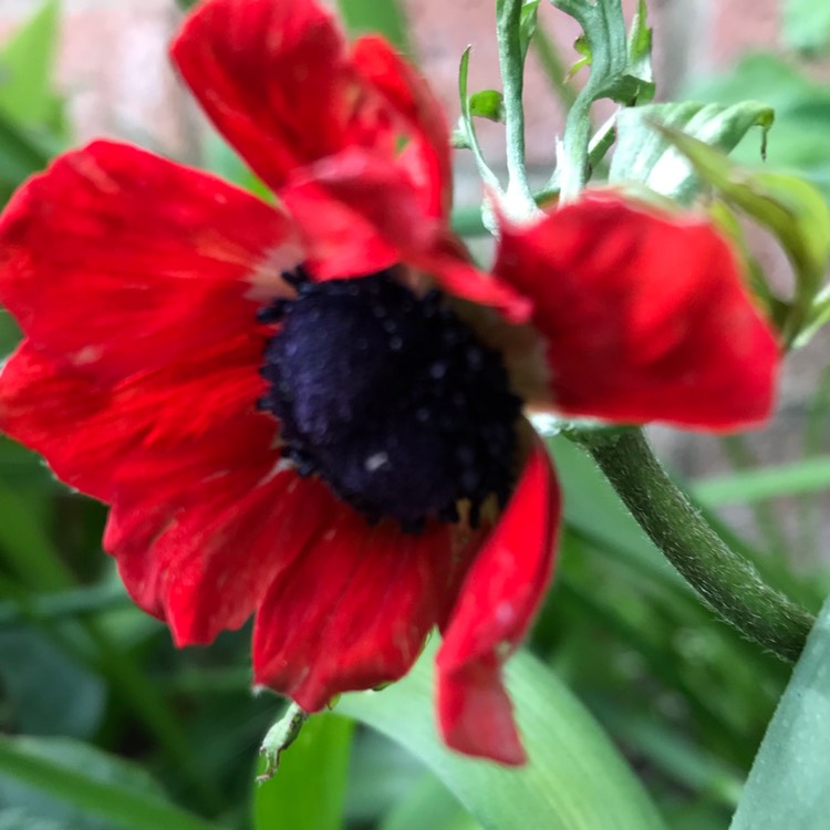 plant image 1011318