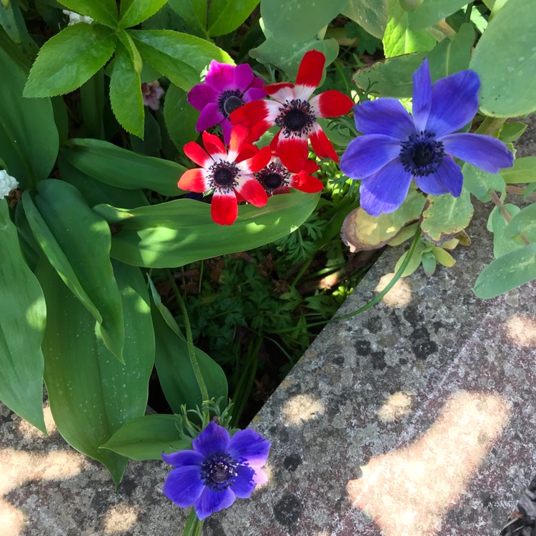 Plant image Anemone coronaria (Saint Bridgid Group) 'Lord Lieutenant'
