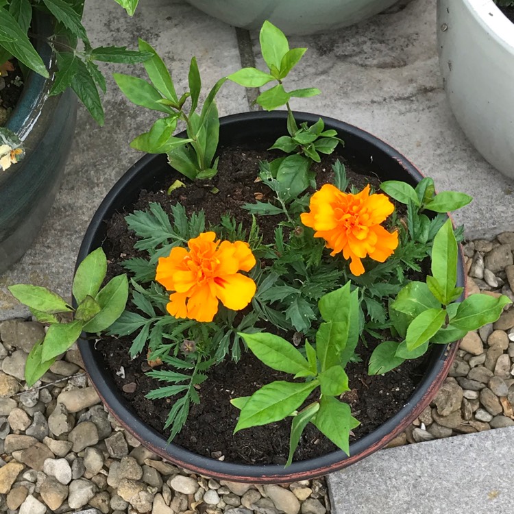 plant image 1055419