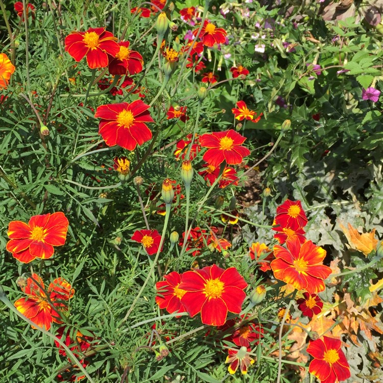 plant image 1063700