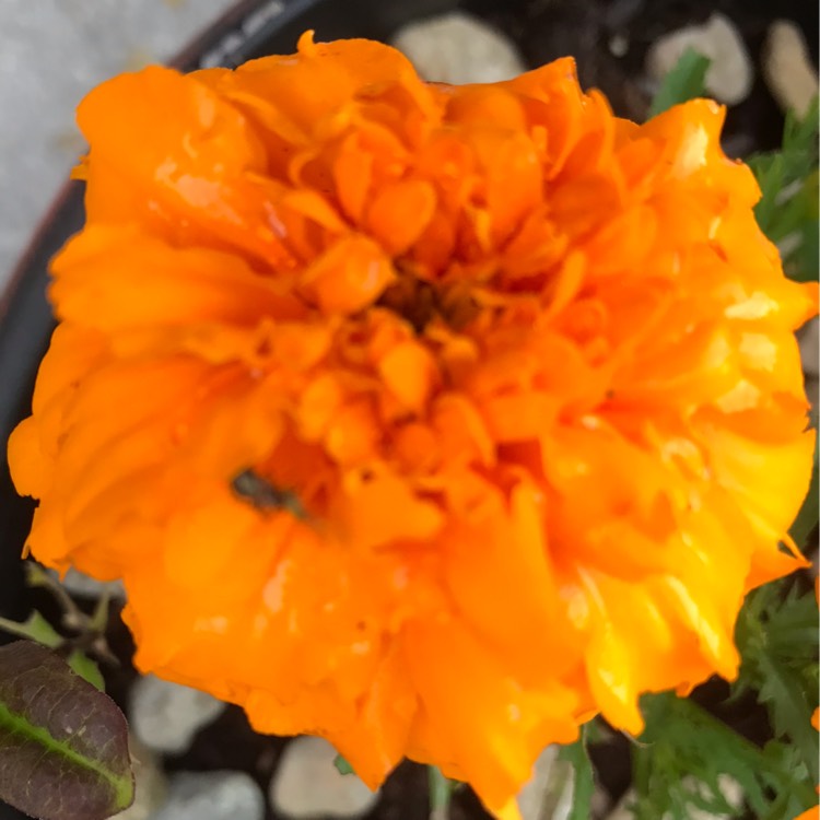 plant image 1088142