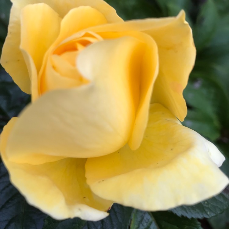 Plant image Rosa 'Yellow Brick Road'