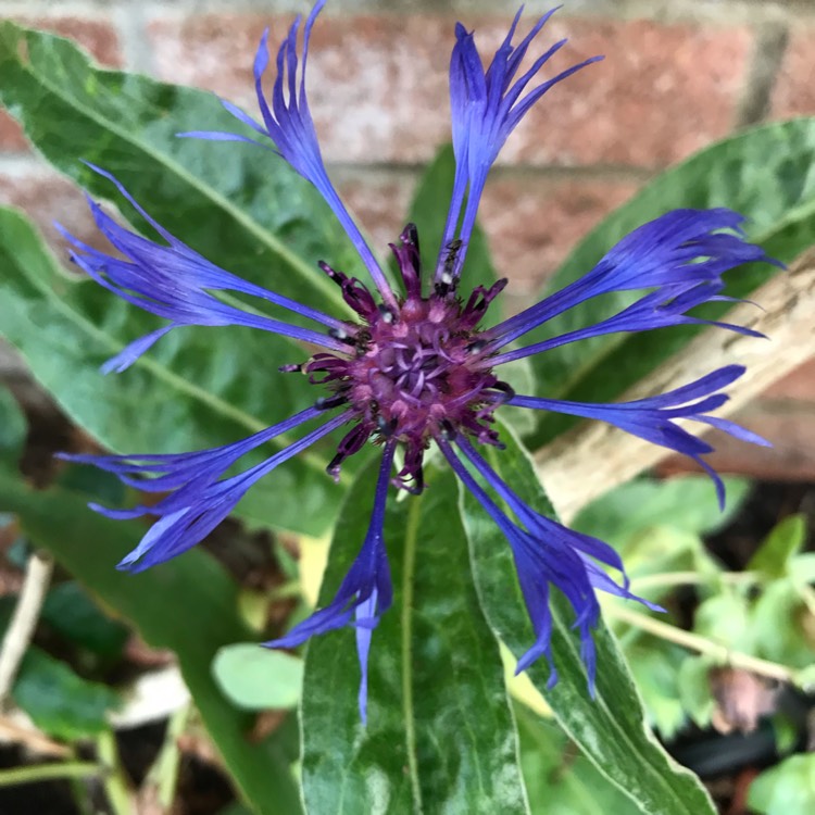 plant image 1116259 plant image 1116259