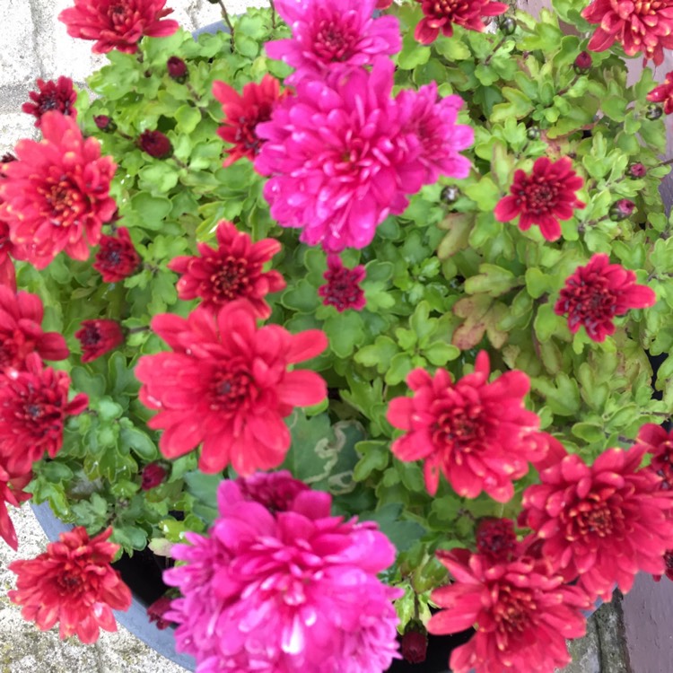 plant image 1179586 plant image 1179586