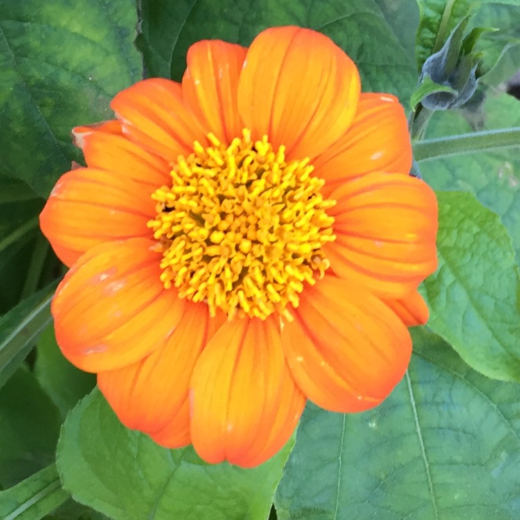 Plant image Zinnia elegans 'Orange King'