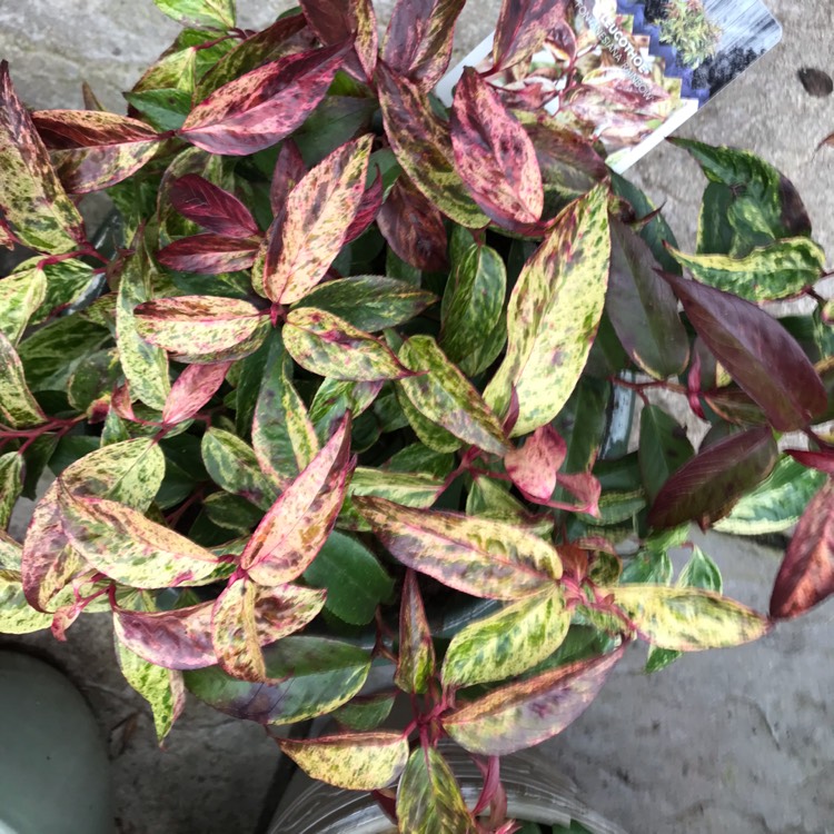 plant image 1216073
