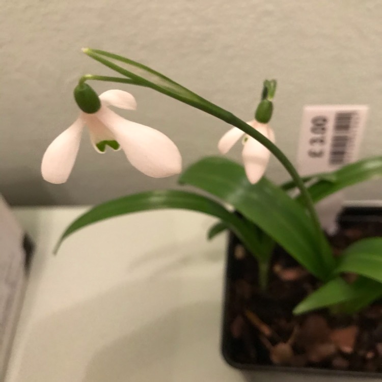 plant image 1228177 plant image 1228177