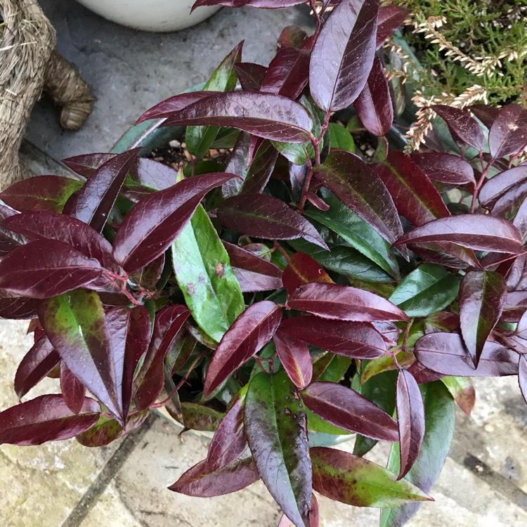 plant image 1228753