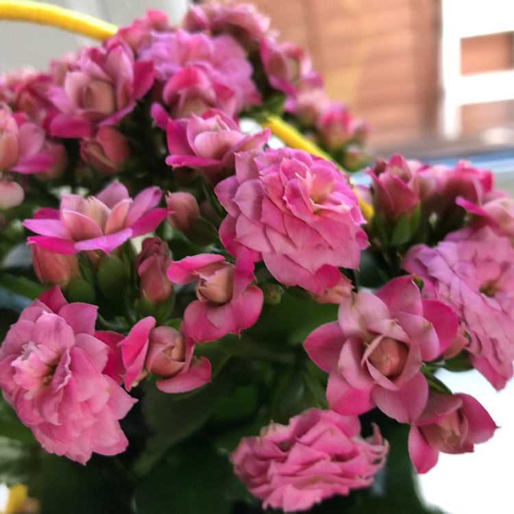 plant image 1277299