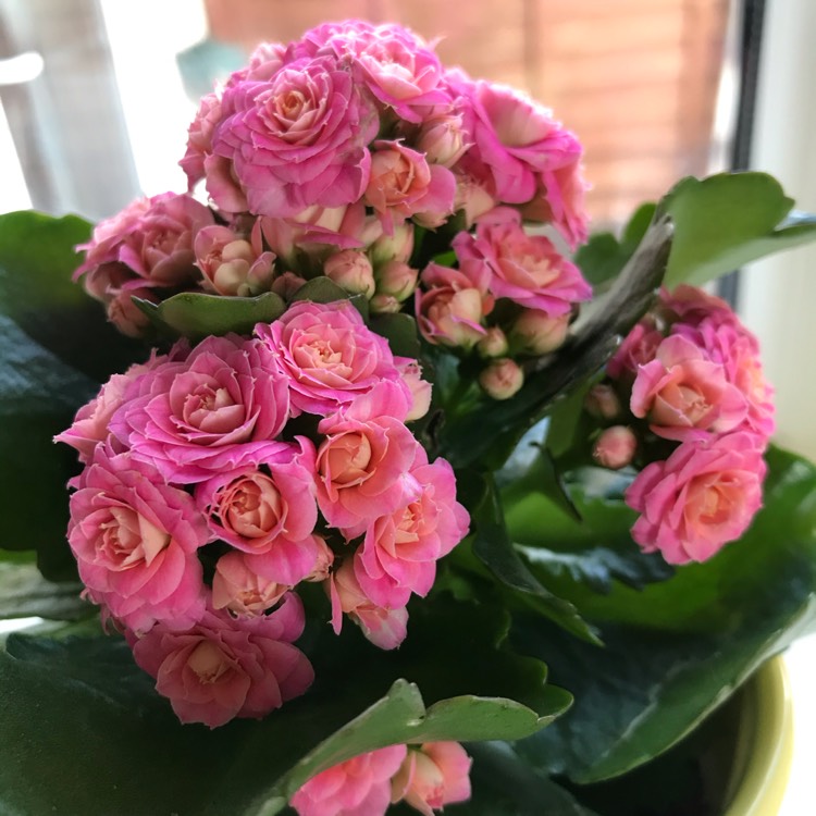 plant image 1277300
