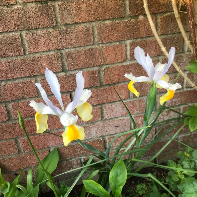 plant image 1277627 plant image 1277627