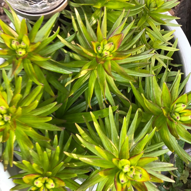 plant image 1295298 plant image 1295298