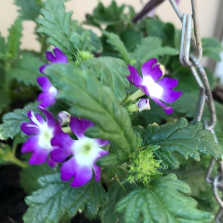 plant image 1295302