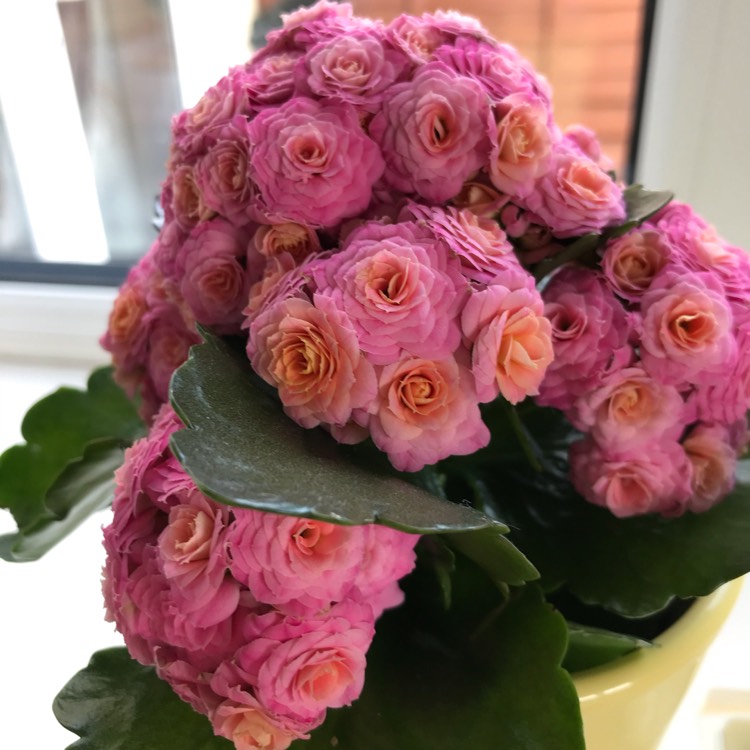 Plant image Kalanchoe blossfeldiana 'Double Flower Variety'