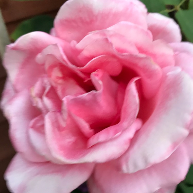 plant image 1314718 plant image 1314718