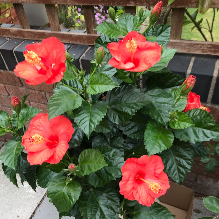 plant image 1326997