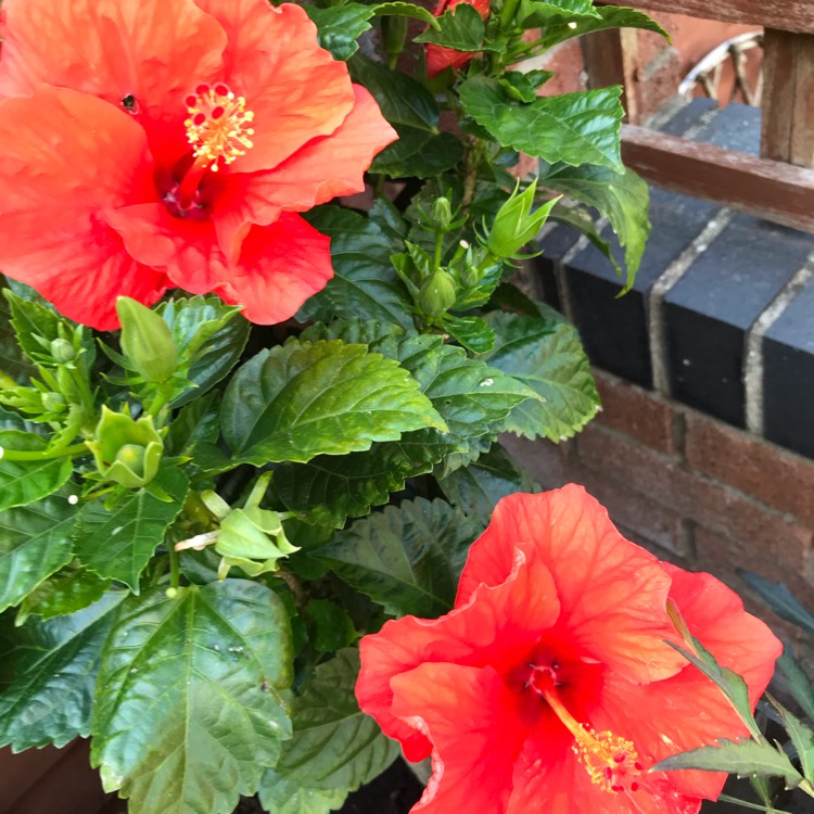 plant image 1372037