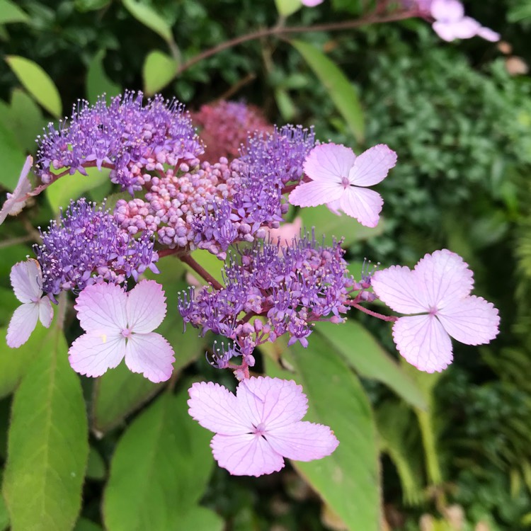 Plant image Hydrangea aspera 'Villosa'