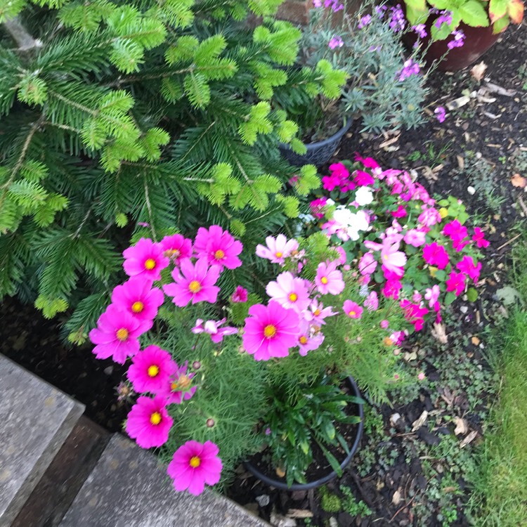 plant image 1386322 plant image 1386322