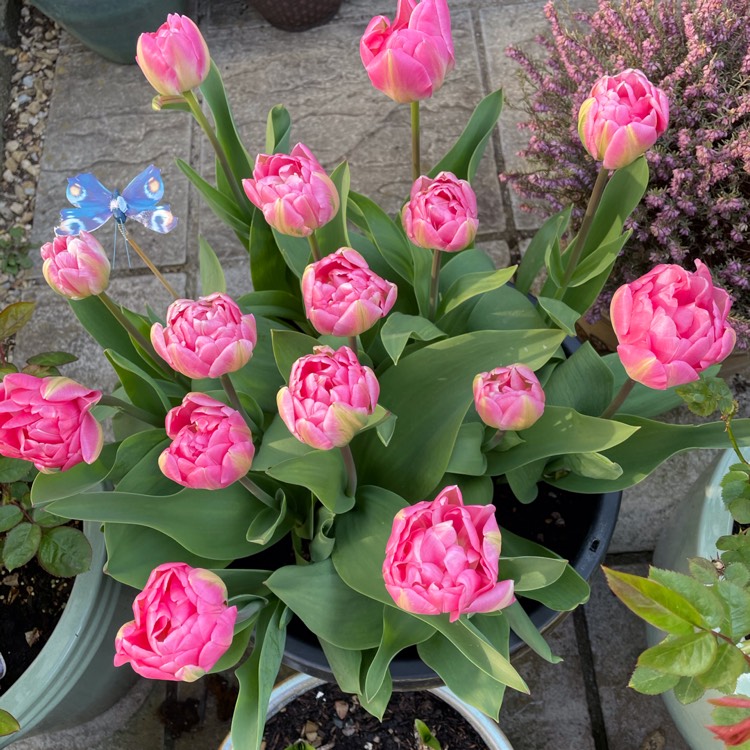 plant image 1468729