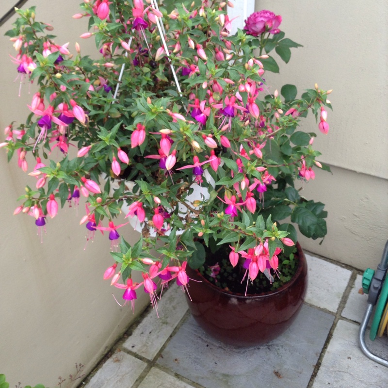 plant image 150052