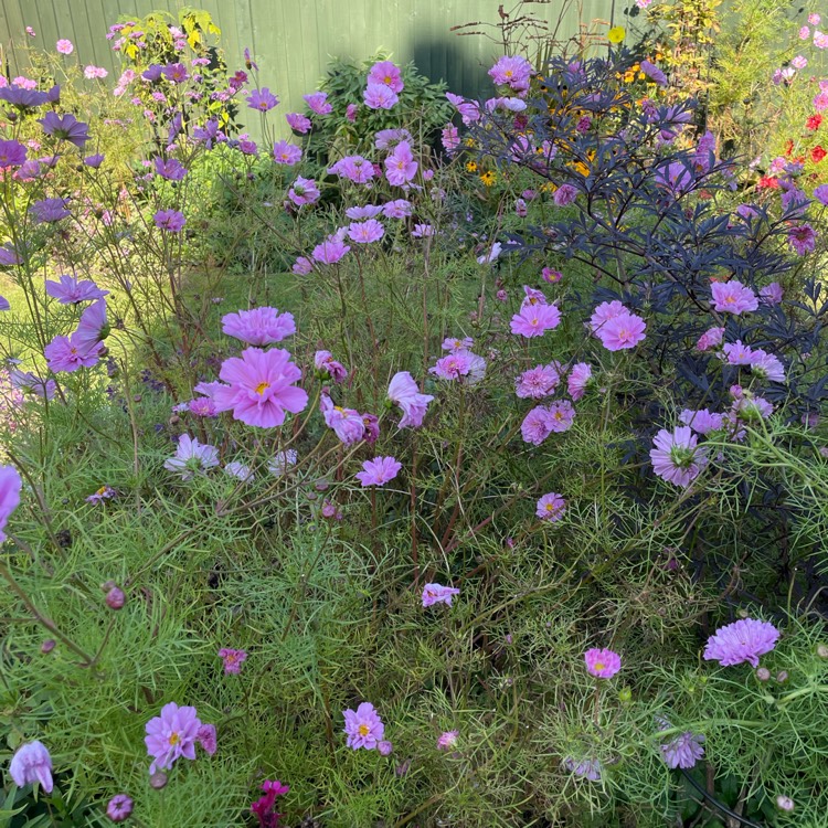 plant image 1534760 plant image 1534760