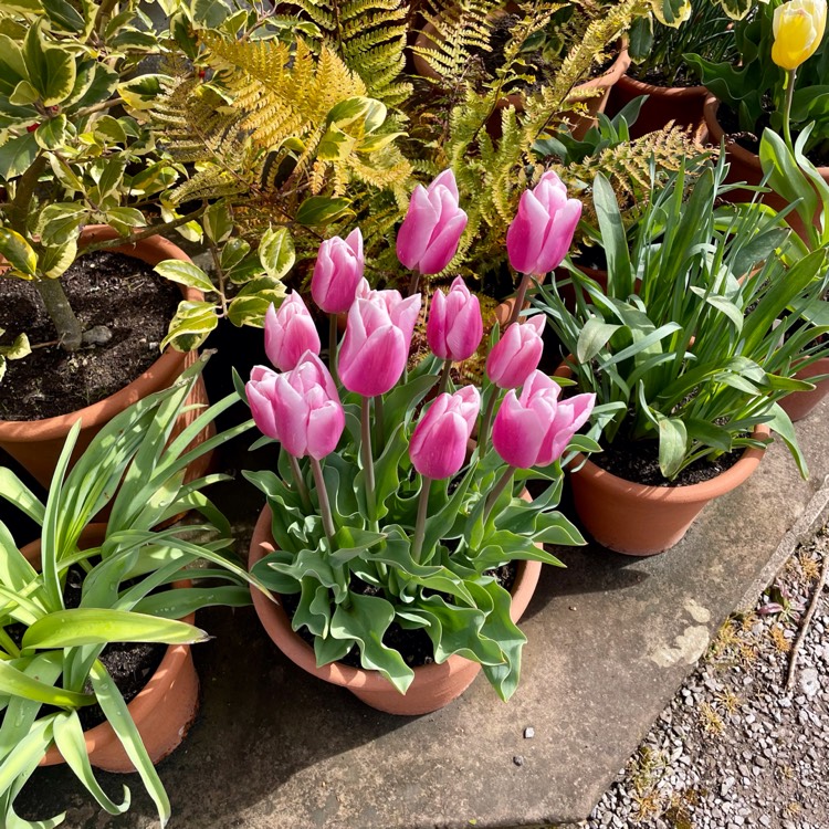 plant image 1575681