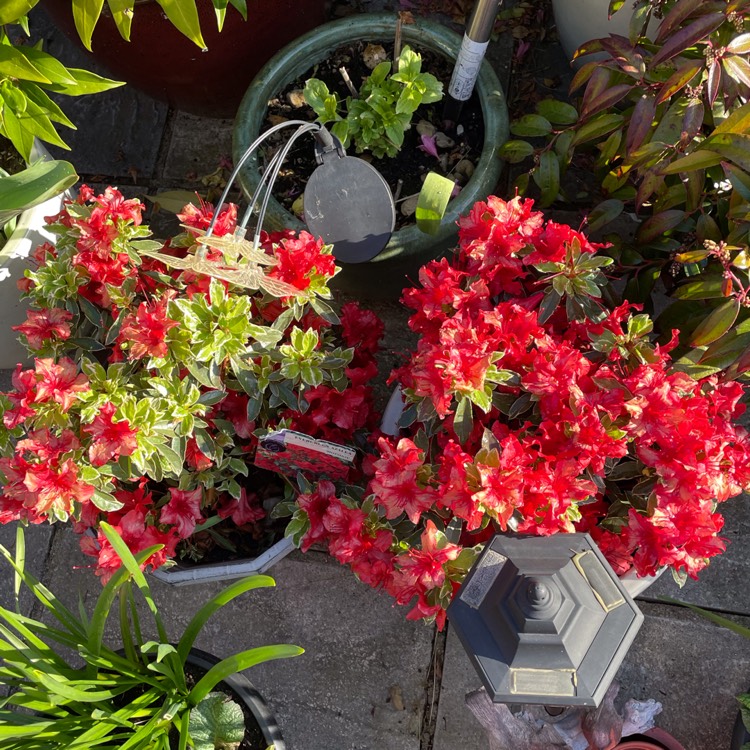plant image 1584904