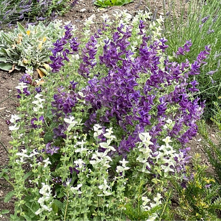 plant image 1624362
